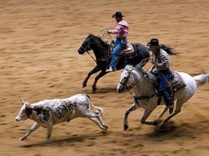 Bulldogging by Carol Highsmith #2 - Art Print