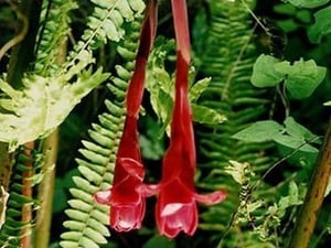 Torch Ginger by Jason Pierce - Art Print
