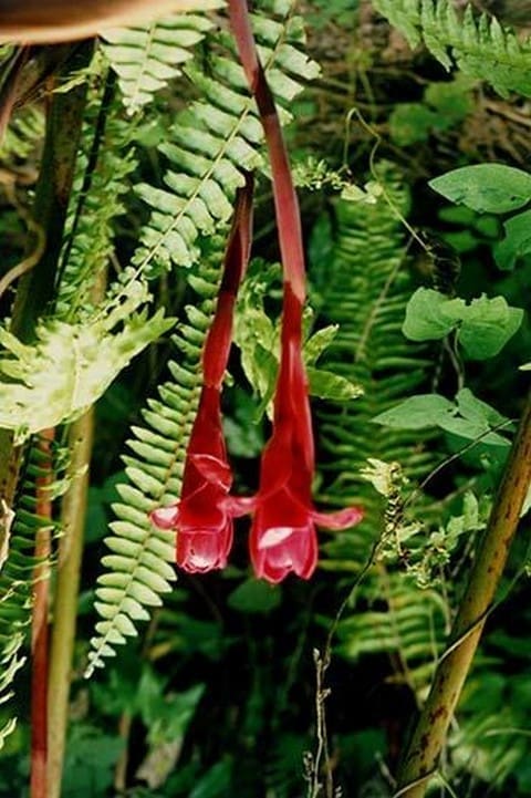 Torch Ginger by Jason Pierce - Art Print