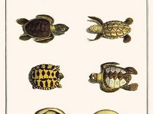 Three Keeled Land Tortoise