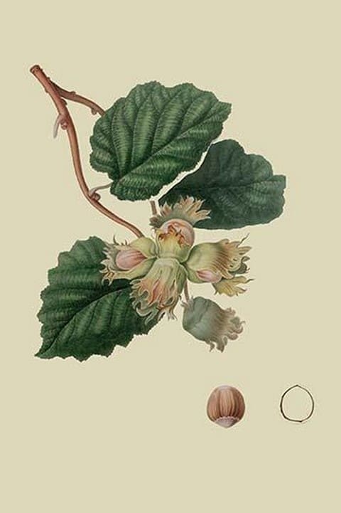 Cob Nut by William Hooker - Art Print