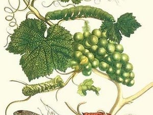 Grapevine with Vine Sphinx by Maria Sibylla Merian - Art Print
