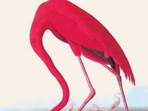 A True Conservationist by John James Audubon - Art Print