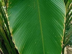 Broad Leaf by Jason Pierce - Art Print