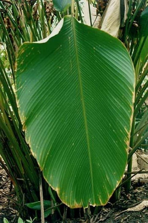 Broad Leaf by Jason Pierce - Art Print