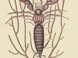 Sea Hermit Crab by Mark Catesby - Art Print