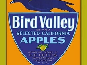 Bird Valley Brand Apples - Art Print