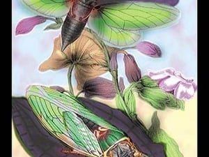 Cicada by James Duncan - Art Print