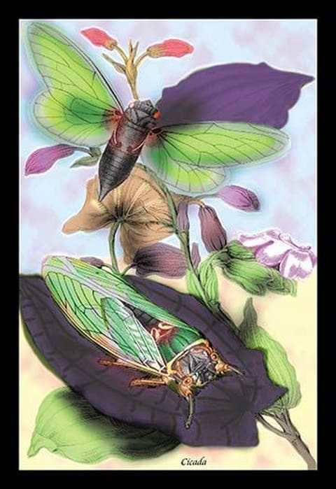 Cicada by James Duncan - Art Print