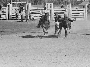 Bulldogging by Arthur Rothstein - Art Print