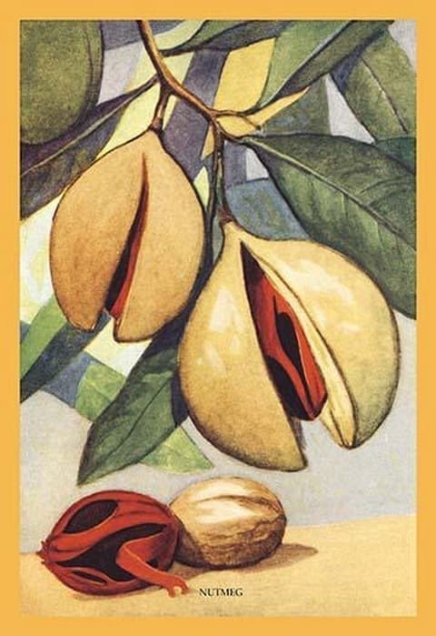 Nutmeg - Art Print