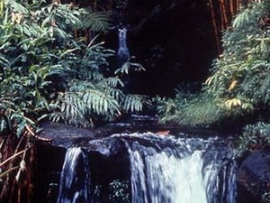 Tropical Waterfall by James P. McVey - Art Print