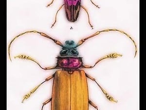 Beetles: Prianus Corticinus and Lanhonocerus Harbicarnis by Sir William Jardine - Art Print