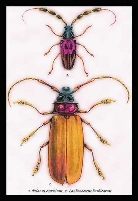 Beetles: Prianus Corticinus and Lanhonocerus Harbicarnis by Sir William Jardine - Art Print