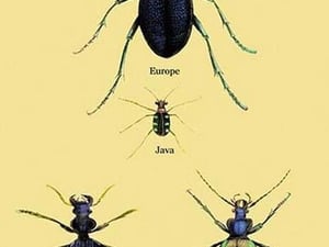 Beetles of Java