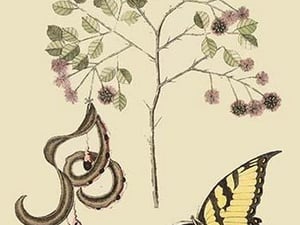 Acacia & Sulphur Butterfly by Mark Catesby - Art Print