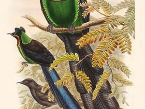 Astrapia Nigra - Gorget Paradise-Bird by John Gould - Art Print