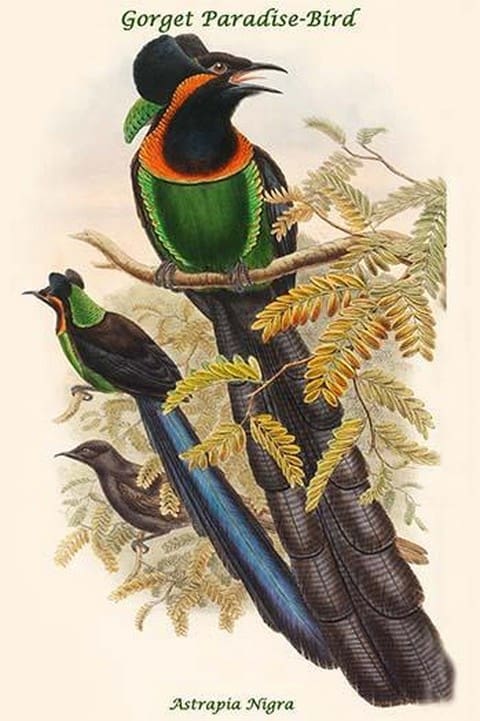 Astrapia Nigra - Gorget Paradise-Bird by John Gould - Art Print
