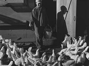 Chicken farm