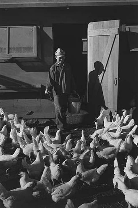 Chicken farm