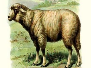 The Sheep - Art Print