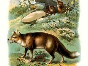 Fox and Young - Art Print