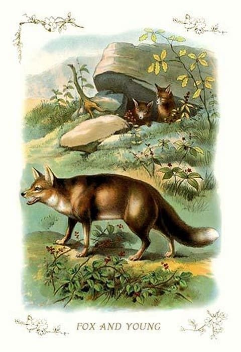 Fox and Young - Art Print