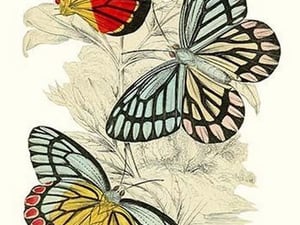 European Butterflies & Moths by James Duncan #24 - Art Print