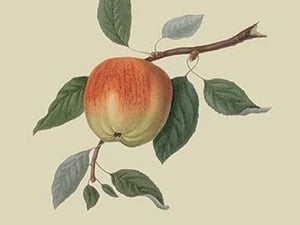 March Apple by William Hooker #2 - Art Print