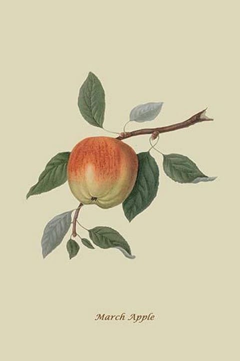 March Apple by William Hooker #2 - Art Print
