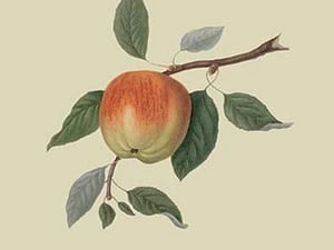 March Apple by William Hooker - Art Print