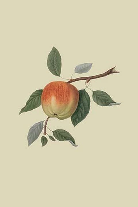 March Apple by William Hooker - Art Print