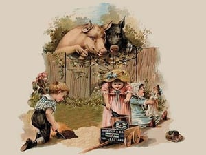 Curious Pigs - Art Print