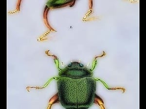 Beetles: Scarabaeus Macropus and Chrysophora Chrysochlora by Sir William Jardine - Art Print