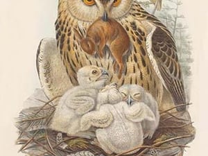 Bubo Maximus - Eagle Owl by John Gould - Art Print