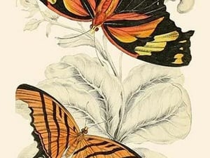 European Butterflies & Moths by James Duncan 0 - Art Print