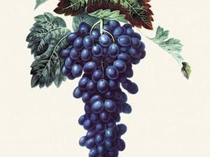Eumelan Grapes - Art Print