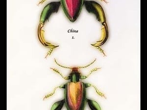 Beetle: Chinese Sagra Buquetu by Sir William Jardine - Art Print