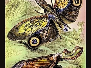 Insects: Fulgora Laternaria and F. Castresii by James Duncan - Art Print