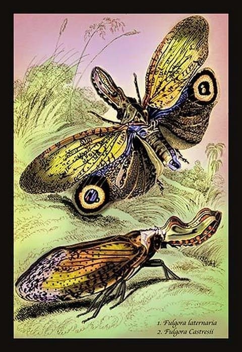 Insects: Fulgora Laternaria and F. Castresii by James Duncan - Art Print