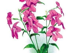 Browallia Speciosa Major by H.G. Moon - Art Print