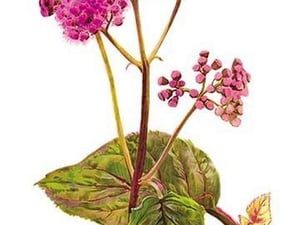 Eupatorium Ianthinum by H.G. Moon - Art Print