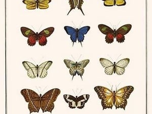 Butterflies