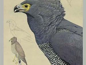 African Harrier Hawk by Louis Agassiz Fuertes - Art Print