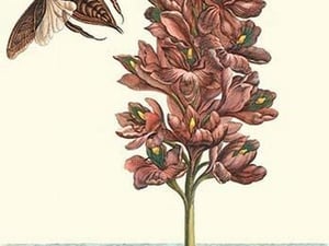 Common Water Hyacinth with a veined tree frog & a Giant Water Bug by Maria Sibylla Merian - Art Print