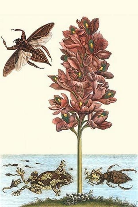 Common Water Hyacinth with a veined tree frog & a Giant Water Bug by Maria Sibylla Merian - Art Print