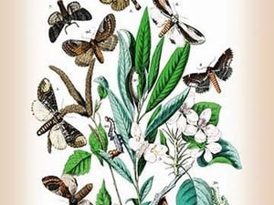 Moths: Pterostoma Palpina