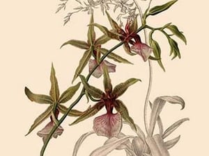 Orchid: Odontoglossum Hastilablum - Art Print