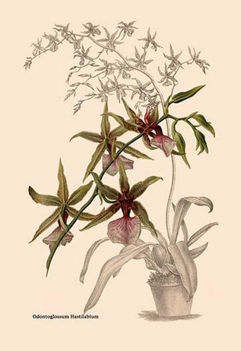 Orchid: Odontoglossum Hastilablum - Art Print