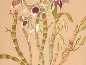 Dendrobium Ainsworth II by H.G. Moon #2 - Art Print